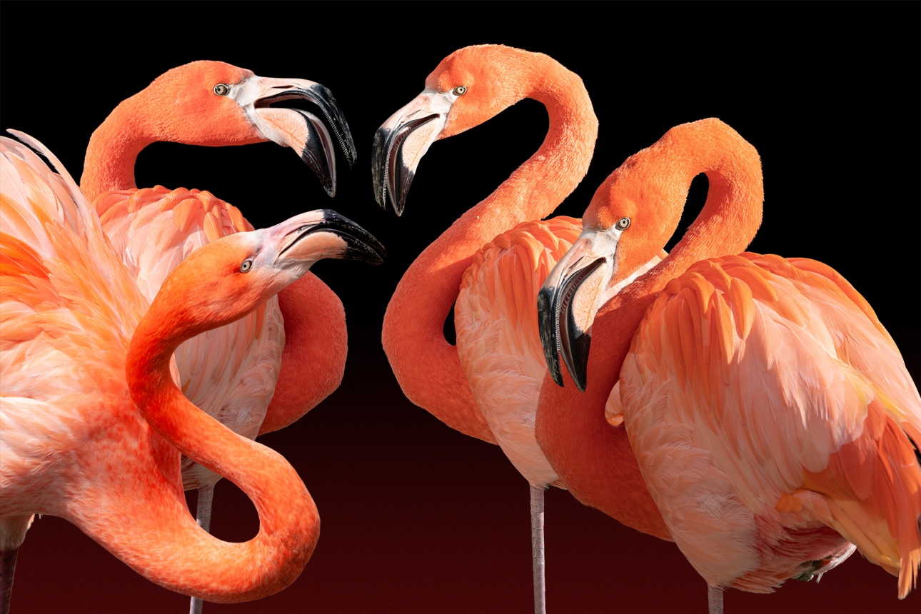 FLAMINGO QUARTETT - TIERPARK HELLABRUNN MÜNCHEN (Collage)