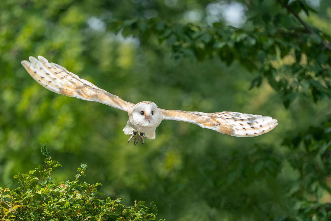 SCHLEIEREULE IM FLUG - TIERPARK HELLABRUNN