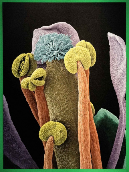Flowers-05-