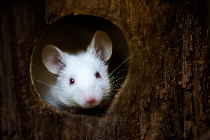 Maus-1-