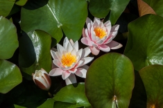 03-1