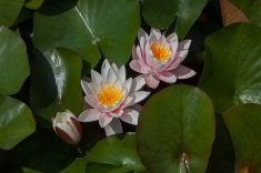 MG_6853-a-