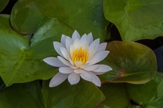 MG_6859-a-