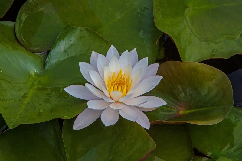 MG_6859-a-