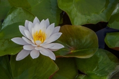 MG_6860-c-