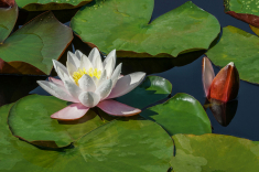 Seerose-01-