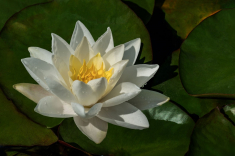 Seerose-03-