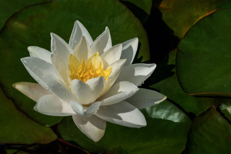Seerose-03-