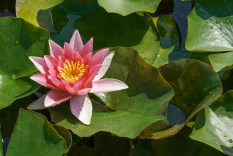Seerose-04-