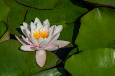 Seerose-07-