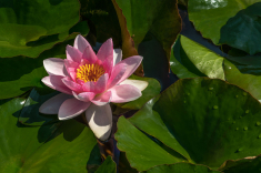 Seerose-08-