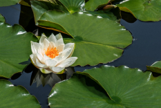 Seerose-09-scaled