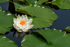 Seerose-09