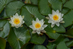 Seerose-10-