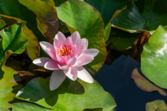 Seerose-11-