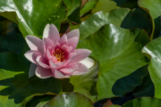 Seerose-12-