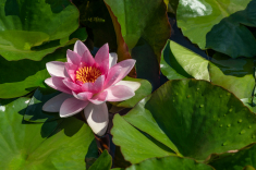 Seerose-13-