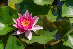Seerose-14-
