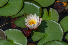 Seerose-21-