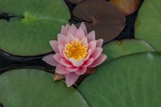 Seerose-22-
