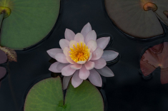 Seerose-23-
