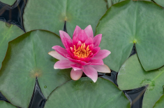 Seerose-26-