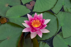 Seerose-27-