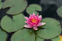 Seerose-28-