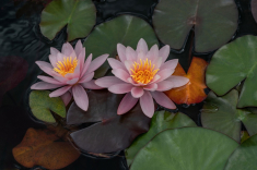 Seerose-30-