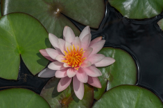 Seerose-31-