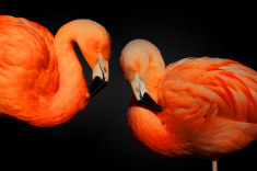 Flamingo-1-