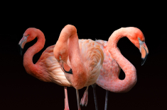 Flamingo-4-