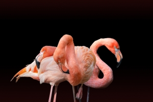 Flamingo-5-