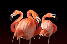 Flamingo-Trio-