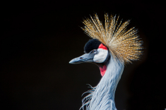 MG_7494-b-