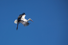 MG_7578-a-