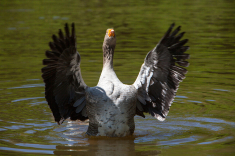 MG_7624-a-
