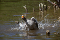 MG_7630-a-