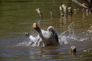 MG_7630-a-