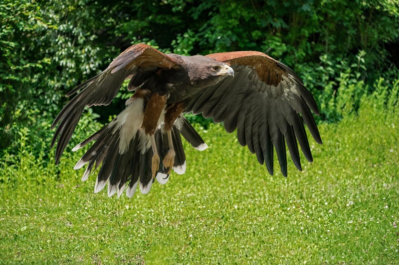 Adler-1-