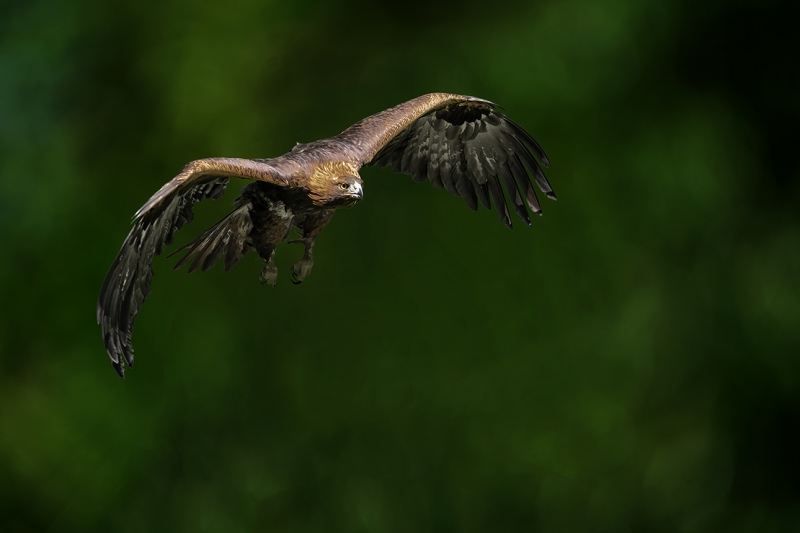 Adler-2-