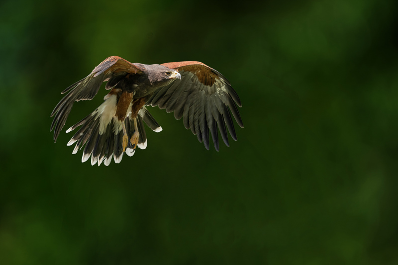 Adler-3-