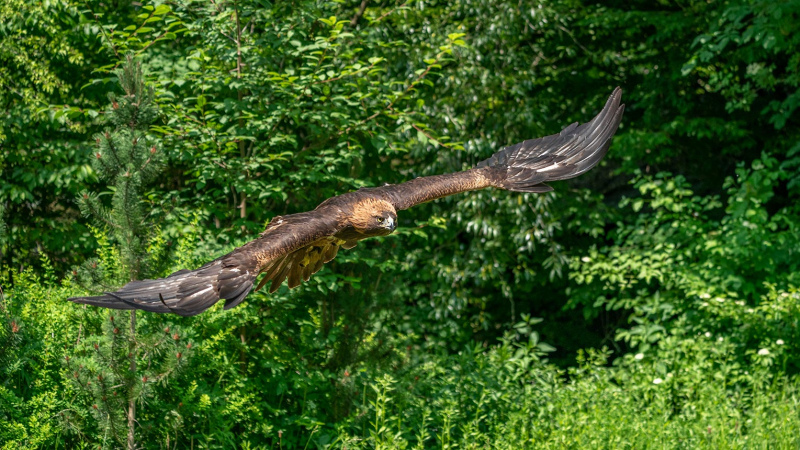 Adler-4-