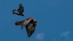 Adler-5-