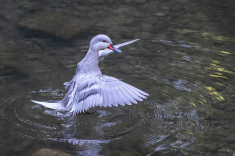 Ente-20-