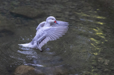Ente-21-