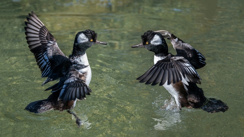 Ente-22-
