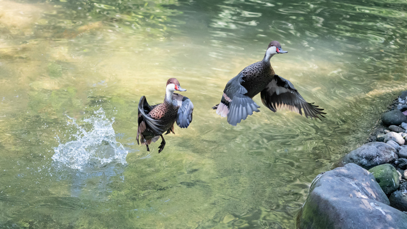 Enten-1-