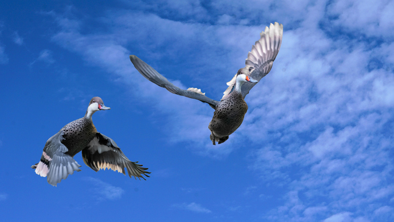 Enten-2-