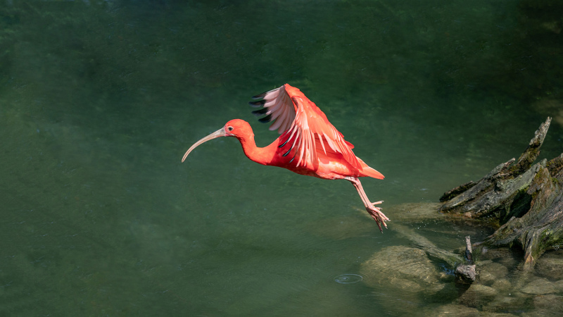 Ibis-1-